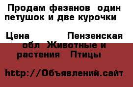 Продам фазанов, один петушок и две курочки. › Цена ­ 3 500 - Пензенская обл. Животные и растения » Птицы   